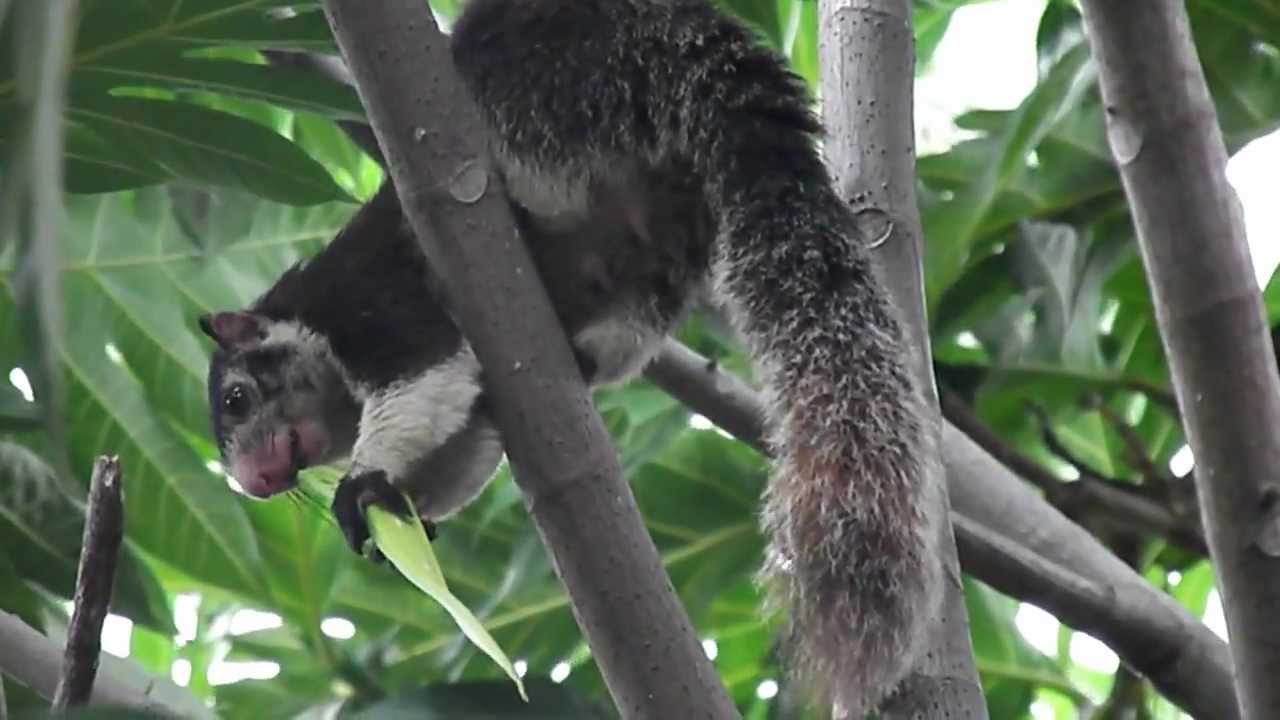 Image result for srivilliputhur grizzled squirrel wildlife sanctuary srivilliputhur, tamil nadu